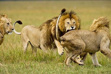 《最终幻想16》日本第二周实体销量下滑90%